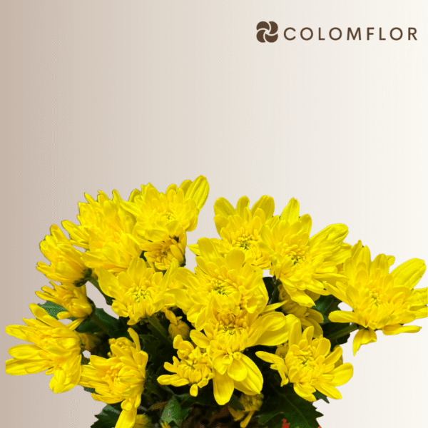 Crysanthemo Euro Amarillo Colombiano - Imagen 2