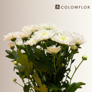 Crysanthemo Euro Blanco Holandés