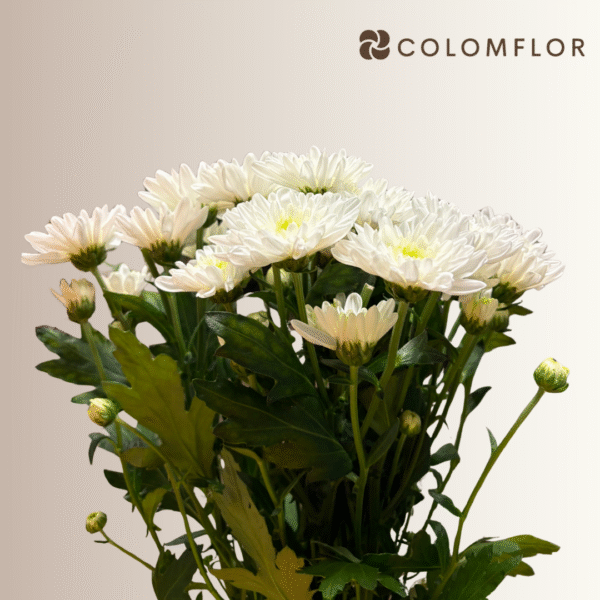 Crysanthemo Euro Blanco Holandés