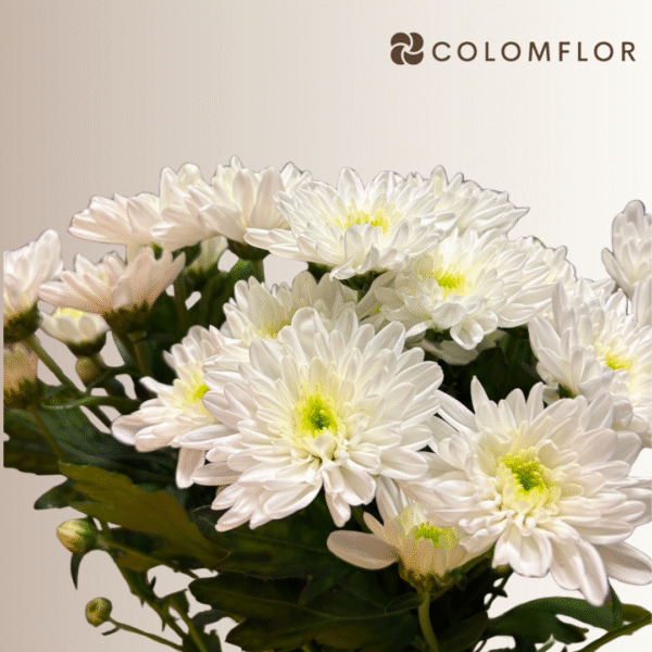 Crysanthemo Euro Blanco Holandés - Imagen 2