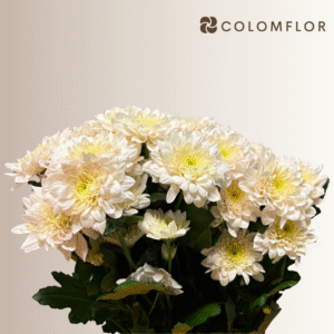Crysanthemo Euro Crema