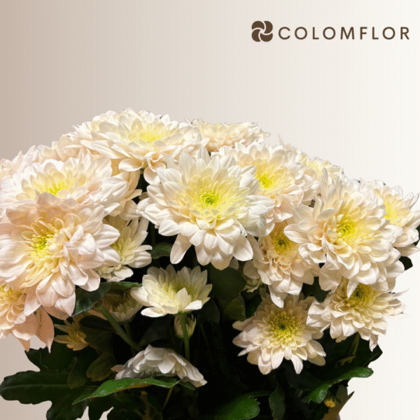 Crysanthemo Euro Crema - Imagen 2