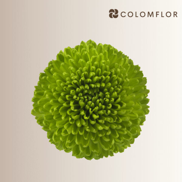 Crysanthemo Boton Verde - Imagen 2