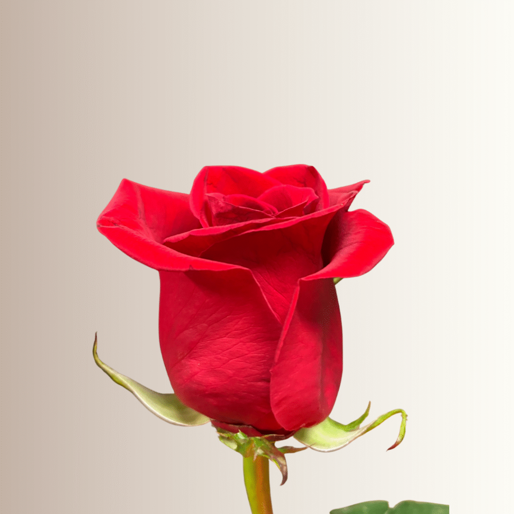 Rosas