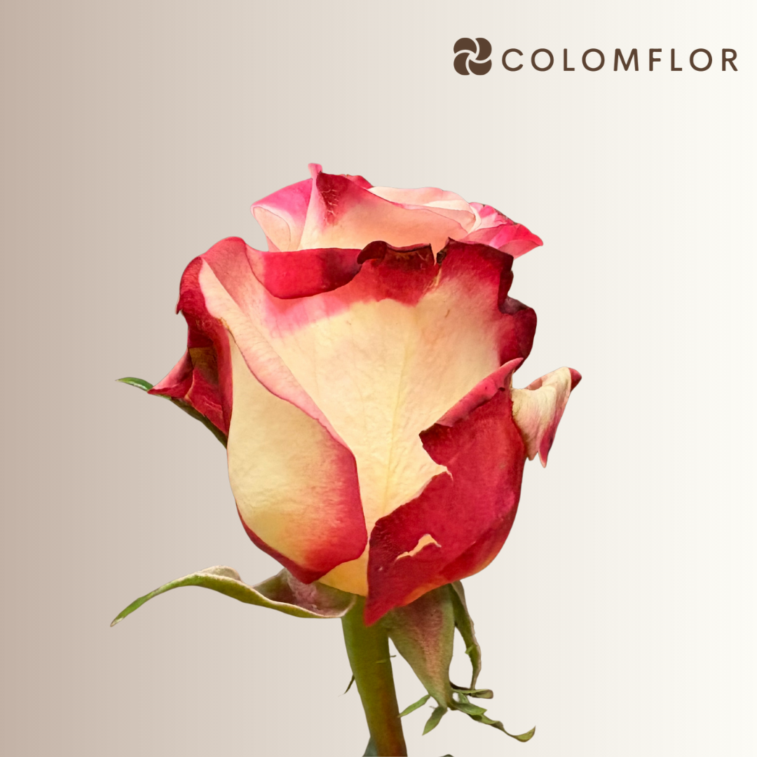 Rosas Sweetness - Imagen 2