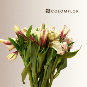 Alstroemeria Bicolor Blanca