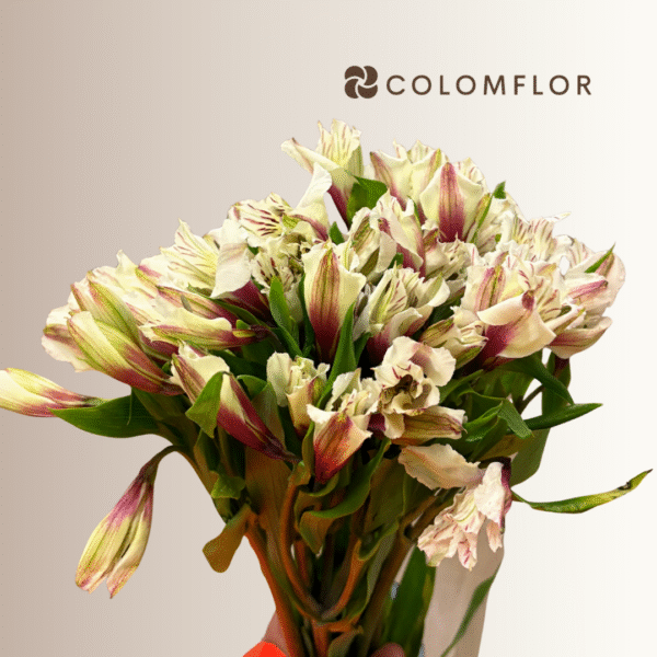 Alstroemeria Bicolor Blanca - Imagen 2