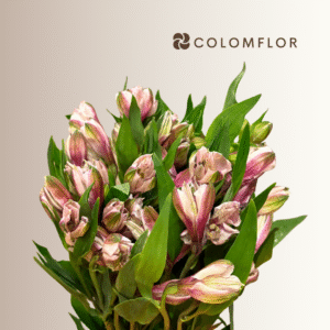 Alstroemeria Bicolor Rosa-Blanco