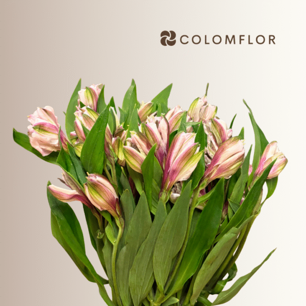 Alstroemeria Bicolor Rosa-Blanco - Imagen 2