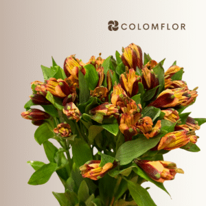 Alstroemeria Bicolor Naranja